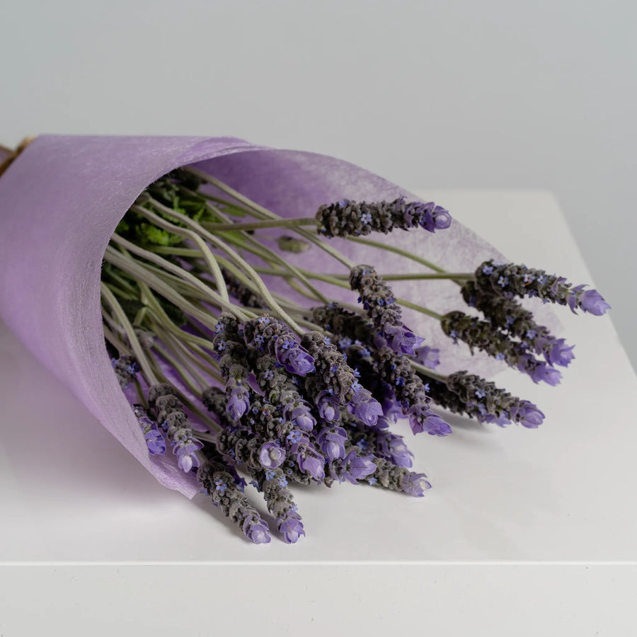 Lavender Lane