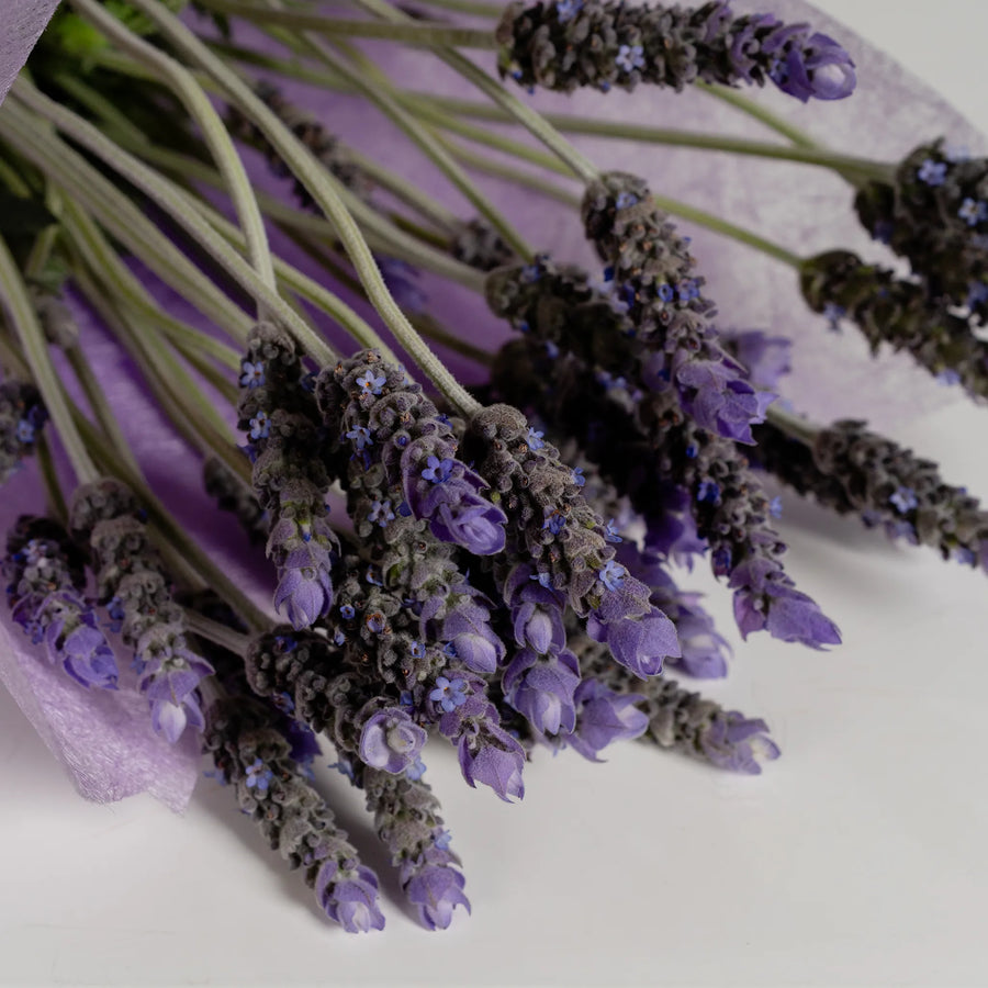 Lavender Lane