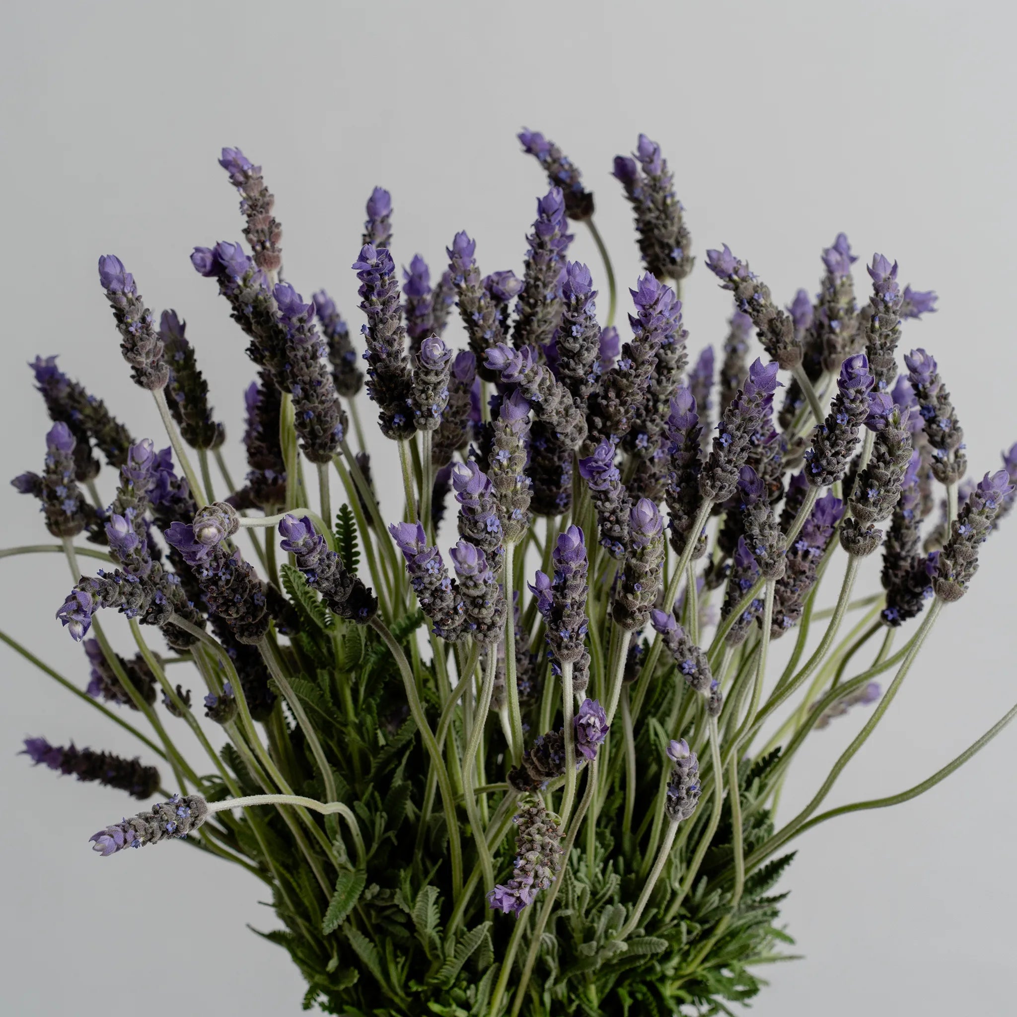 Lavender Lane