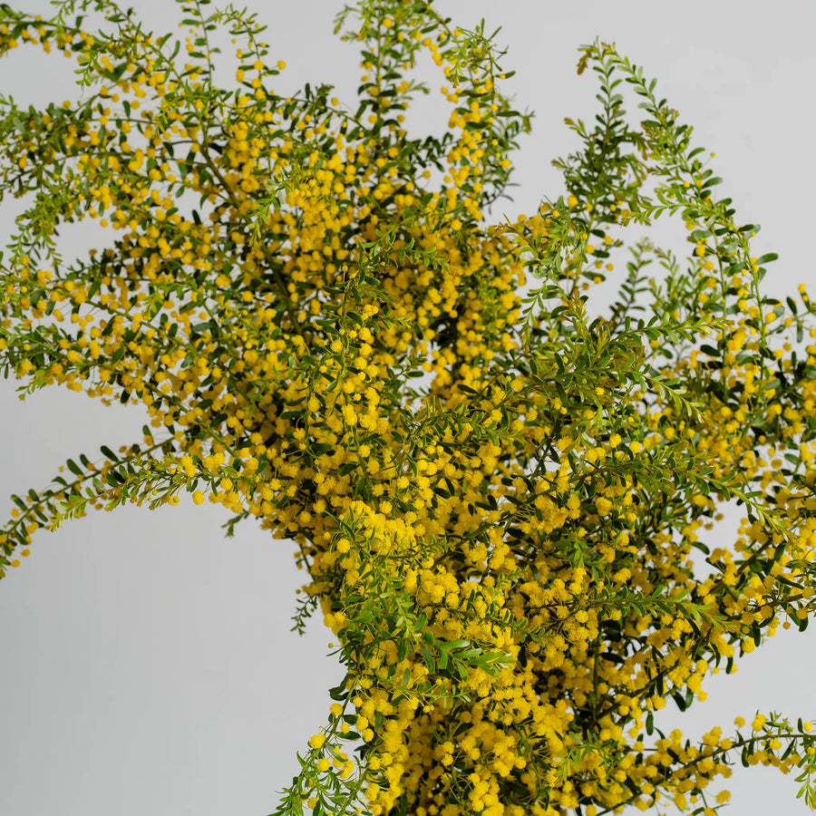 Golden Wattle