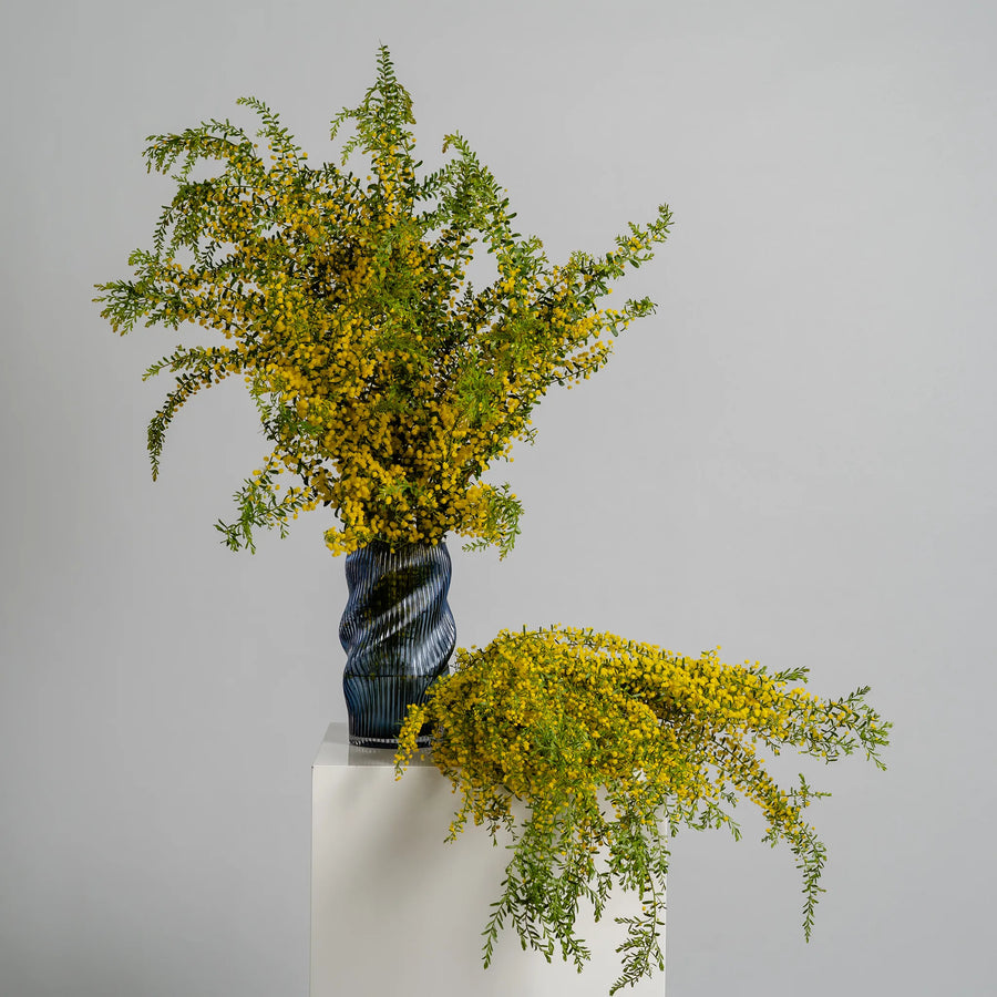 Golden Wattle