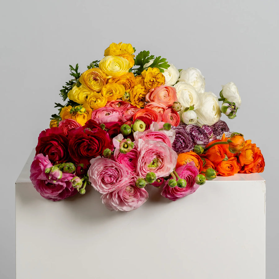 Ranunculus Reverie