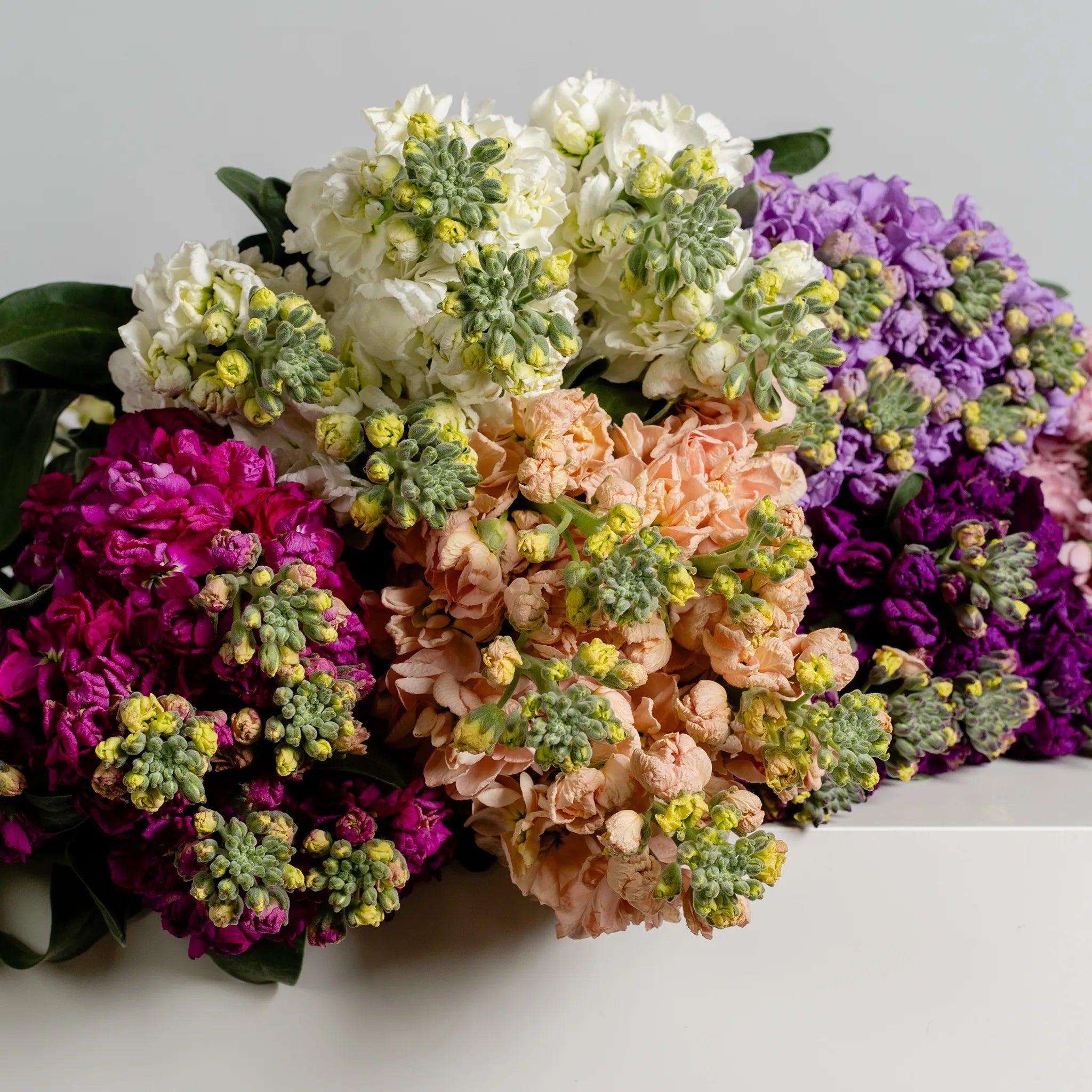 Stock in Bloom