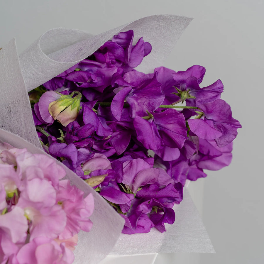 Spring Sweetpea