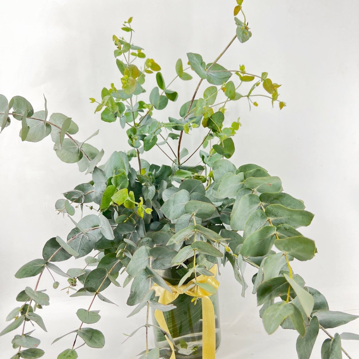 Gum 1 bunch - ROSE &amp; CO